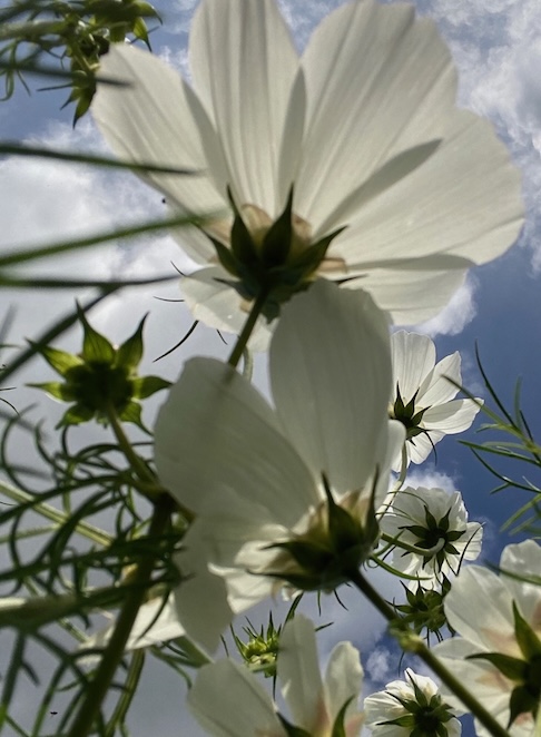 white cosmos