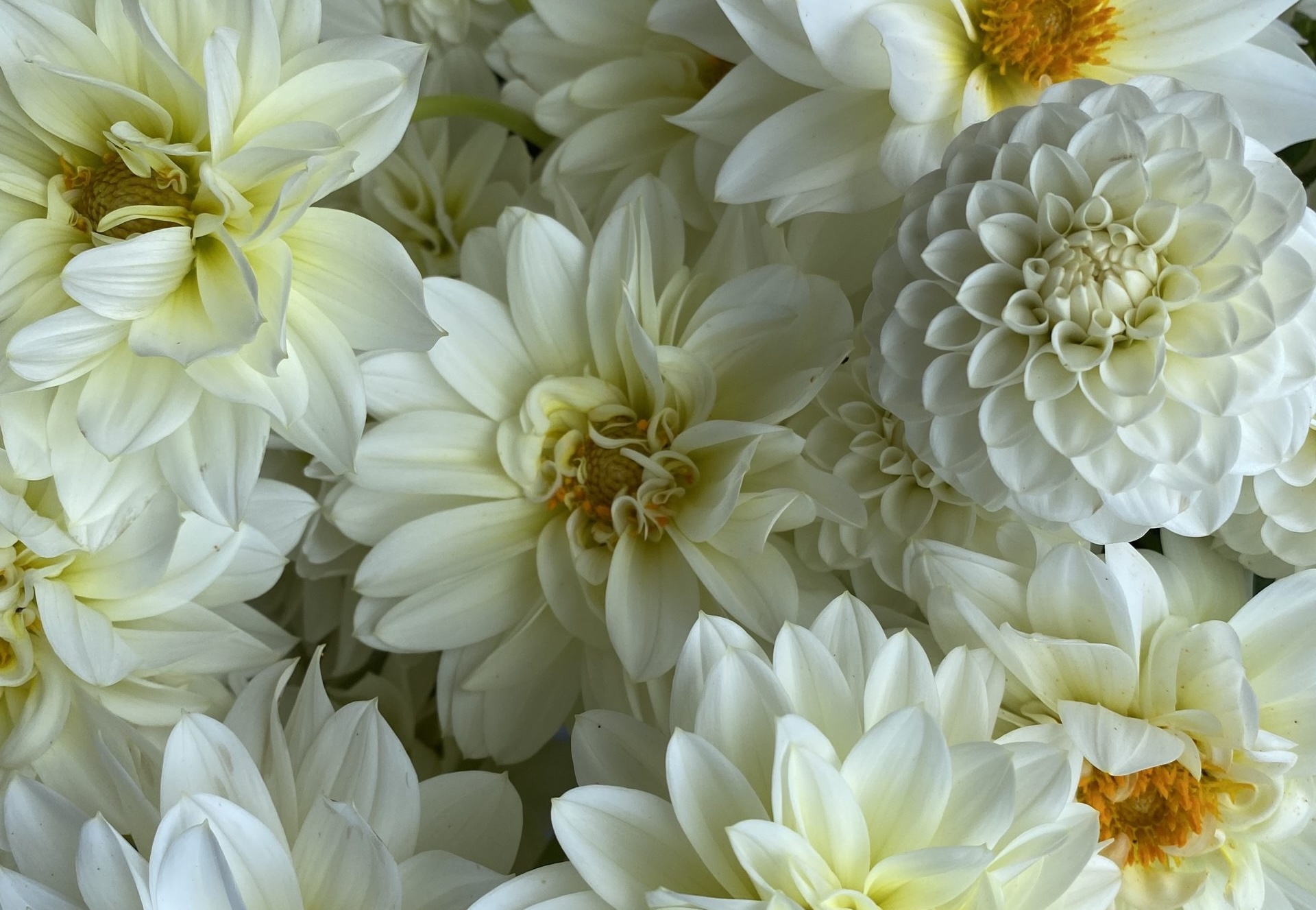 white dahlias
